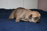 NORFOLK TERRIER 109
